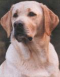 http://karlankas.top/wp-images/perro.jpg